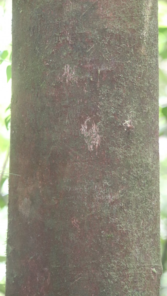 Cullenia rosayroana Kosterm.